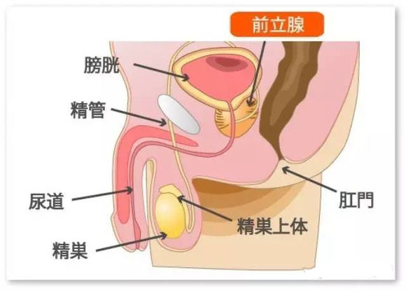日本前列腺檢查