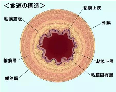 食道癌患者如何到日本看病