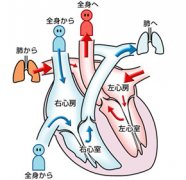 心臟瓣膜病生存期,心臟瓣膜病治療,心臟瓣膜病生存