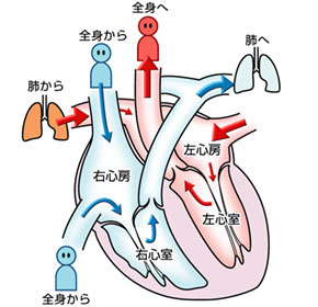 心臟瓣膜