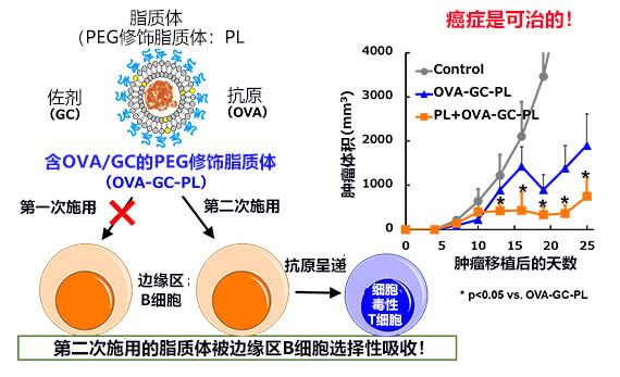 日本德島大學(xué)開發(fā)出新型癌癥疫苗，已為小鼠病愈癌癥