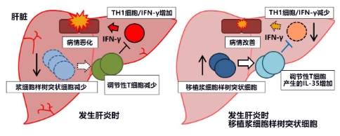 日本發(fā)現(xiàn)控制急性肝衰竭的新型免疫細胞，有望開發(fā)新治療方法