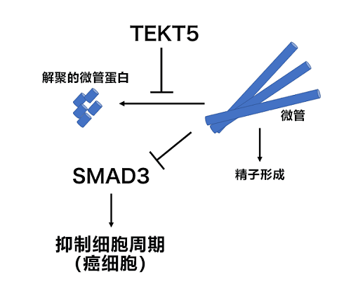 日本東北大查明精子與癌細胞的意外聯(lián)系