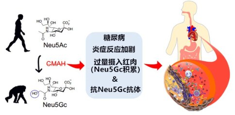 人類在進(jìn)化過程中失去的基因?qū)е聞用}硬化