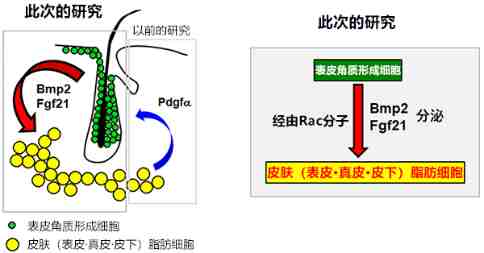 神戶大學(xué)新發(fā)現(xiàn)，有望通過(guò)皮膚治療肥胖癥