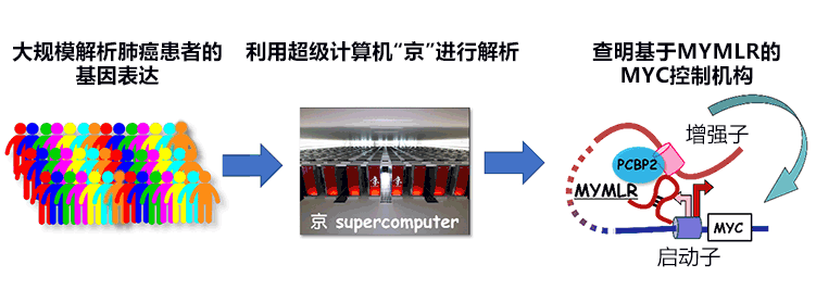利用超算發(fā)現(xiàn)與肺癌繁殖有關(guān)的新RNA，有望開發(fā)出新的靶向藥