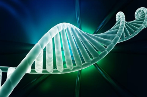 CMAH基因失活可能導(dǎo)致患上心血管疾病