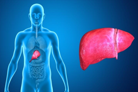nor-urso治療非酒精性脂肪肝效果積極