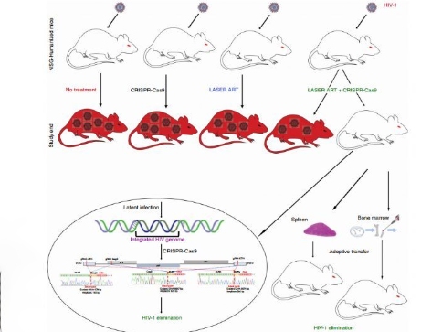 初次在活動物的基因組中消除了可復制的HIV-1 DNA