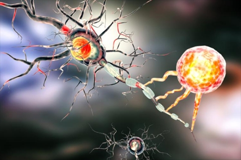 腫瘤抑制因子MEG3采用復雜的三維結構來實現(xiàn)其功能