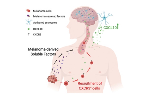 CXCL10-CXCR3軸可能是預(yù)防黑色素瘤腦轉(zhuǎn)移的潛在治療靶點(diǎn)