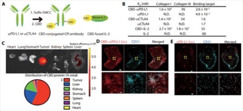 免疫檢查點(diǎn)抑制劑(CPI)---抗CTLA4抗體(αCTLA4)+抗PD-L1抗體(αPD-L1)---和細(xì)胞因子IL-2靶向腫瘤，從而在局部發(fā)揮作用