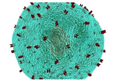 出國看?。褐匕?！新型免疫治療方法方法方法已戰(zhàn)勝惡性黑色素瘤