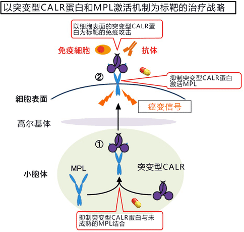日本研究人員發(fā)現(xiàn)骨髓增殖性腫瘤的癌變機(jī)制，新治療方法有望出現(xiàn)！