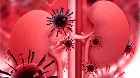 科學(xué)人員研發(fā)出腎部組織，或可為腎移植及腎部疾病的治療做出貢獻(xiàn)