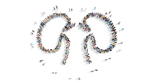 科學(xué)人員研發(fā)出腎部組織，或可為腎移植及腎部疾病的治療做出貢獻(xiàn)