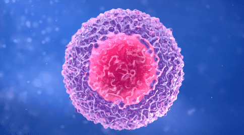 出國(guó)看?。盒卵芯堪l(fā)現(xiàn)為何唐氏綜合癥兒童容易患有急性淋巴細(xì)胞白血病