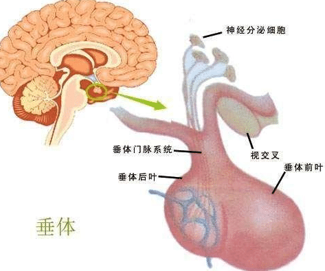 美國(guó)腦垂體瘤治療方法