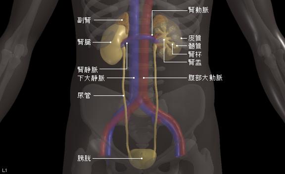 輸尿管上皮癌