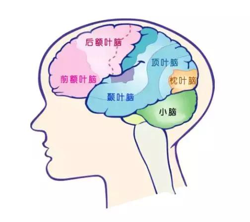 腦