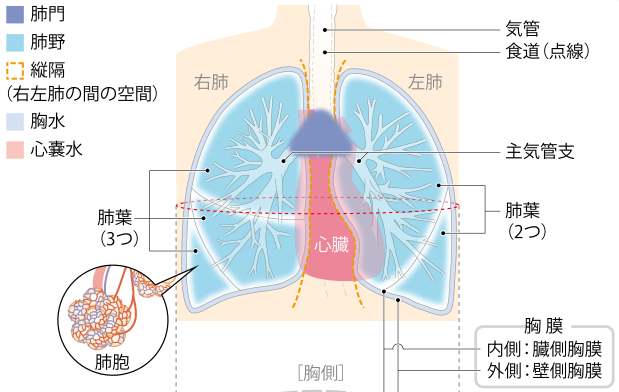 日本治療肺癌