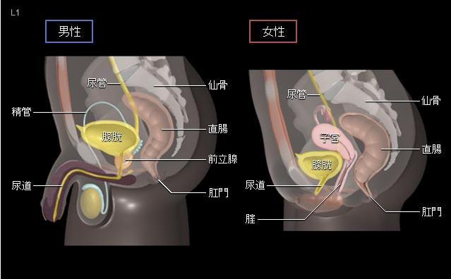 日本治療膀胱癌方法